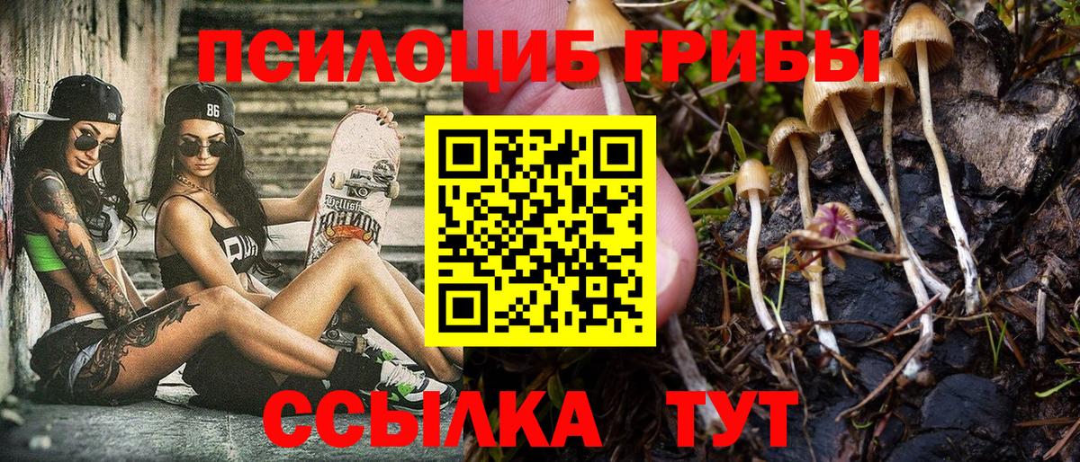 Сунжа  Псилоцибиновые грибы Cubensis  Вход с VPN 